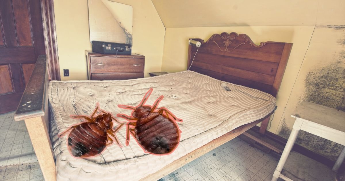 How to Prevent Bed Bugs from Coming Home With You