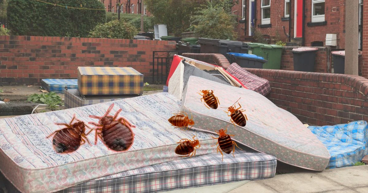 How to Prevent Bed Bugs from Spreading to Other Rooms