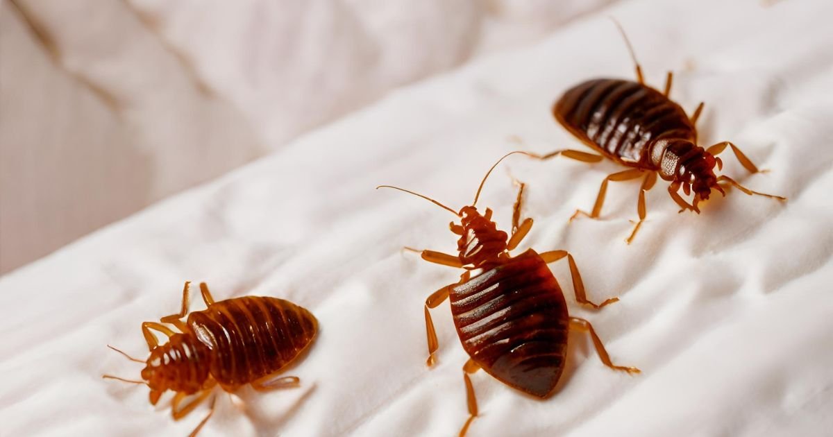 How to Prevent Bugs on Bed