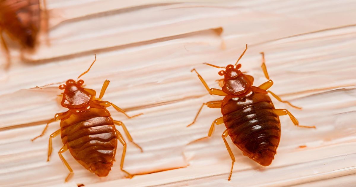 How To Stop Bed Bugs Getting Into Your Home