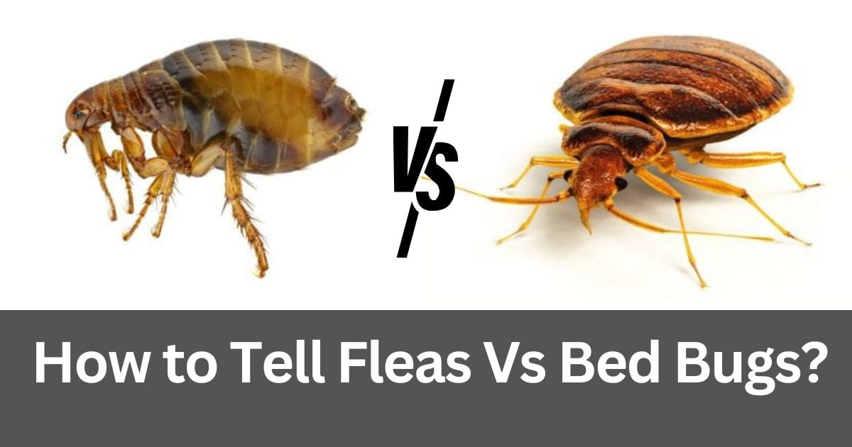 How to Tell Fleas Vs Bed Bugs?