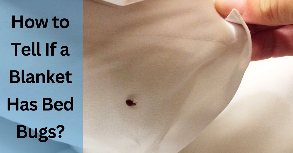 How to Tell If a Blanket Has Bed Bugs