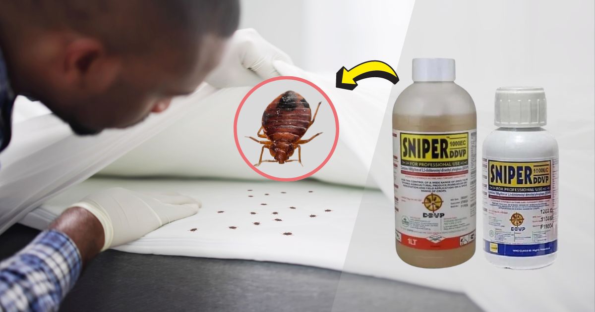 How to Use Sniper to Kill Bed Bugs