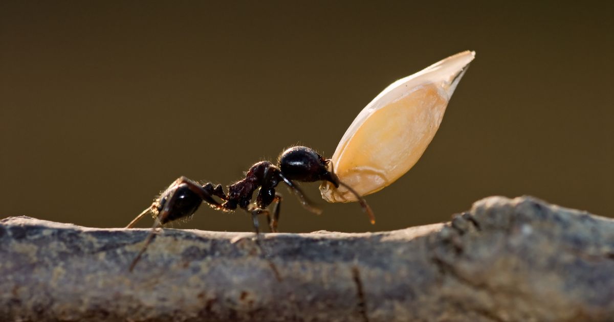 What Ant Eat