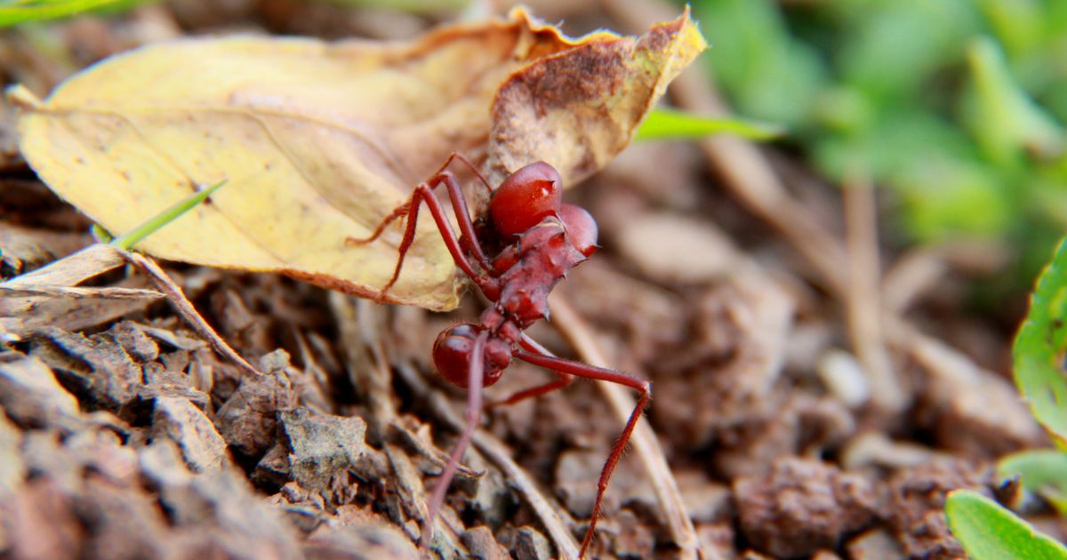 What are the Benefits of Ants in the Garden