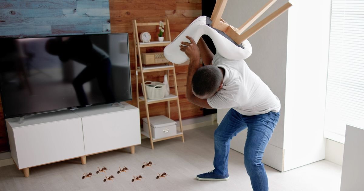 What to Do If I Find Ants in My Room