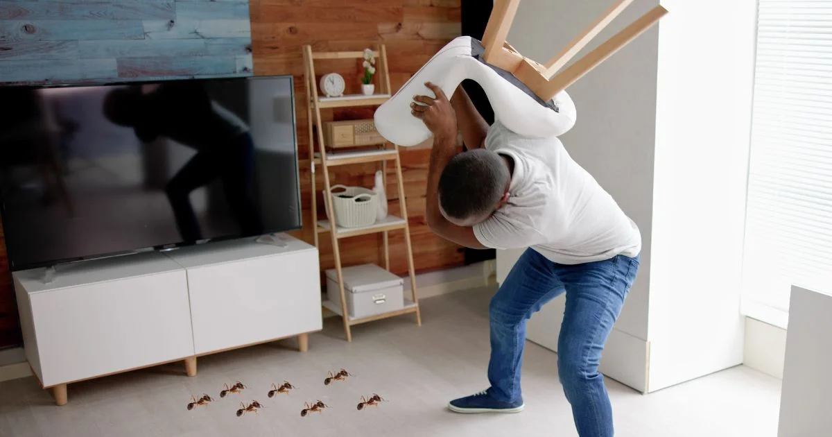 What to Do If I Find Ants in My Room What to Do If I Find Ants in My Room