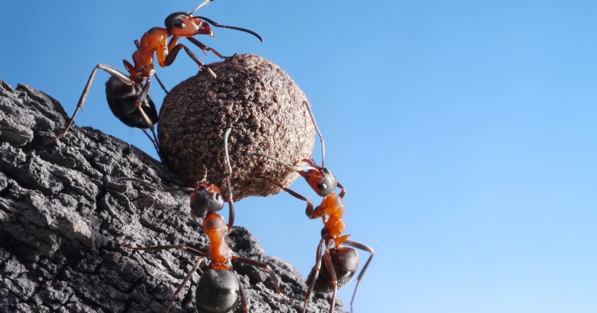 Why Can Ants Carry So Much