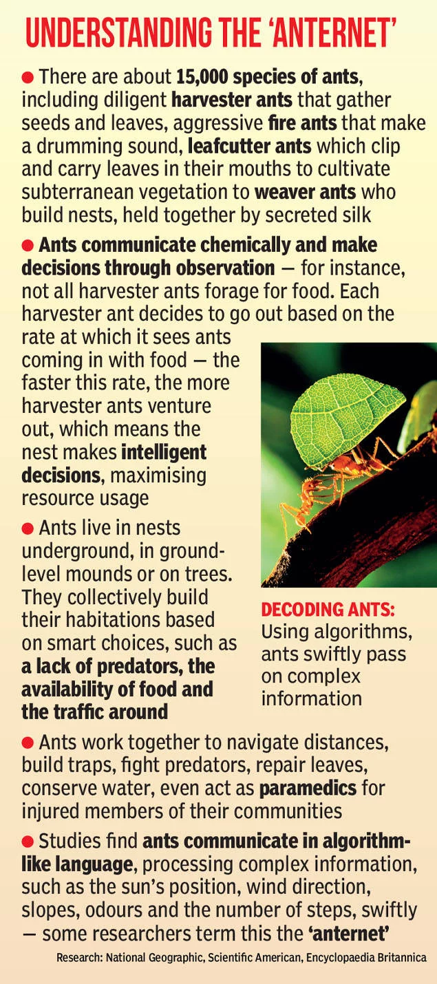 Ant Benefits to Human