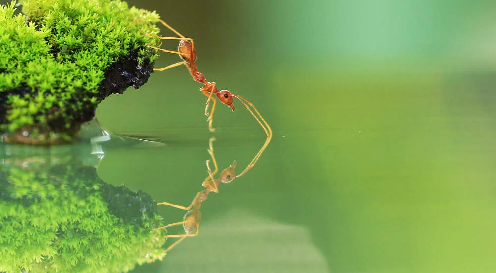 Ant Can Help