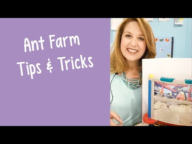Ant Farm Tips And Tricks