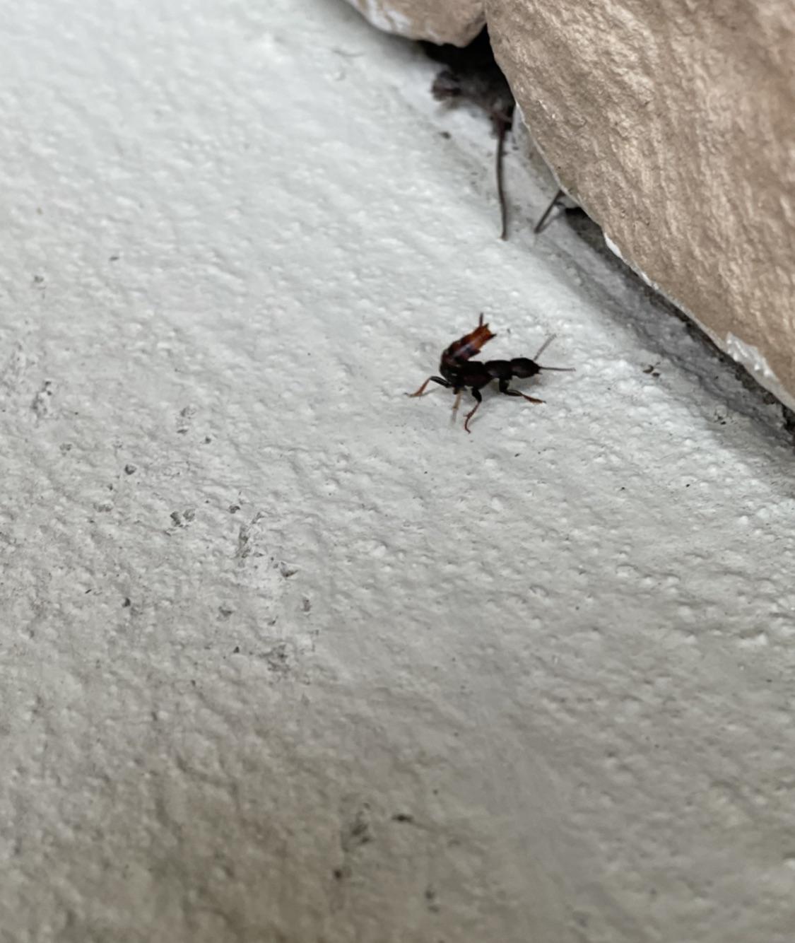 Ant Looks Like Scorpion