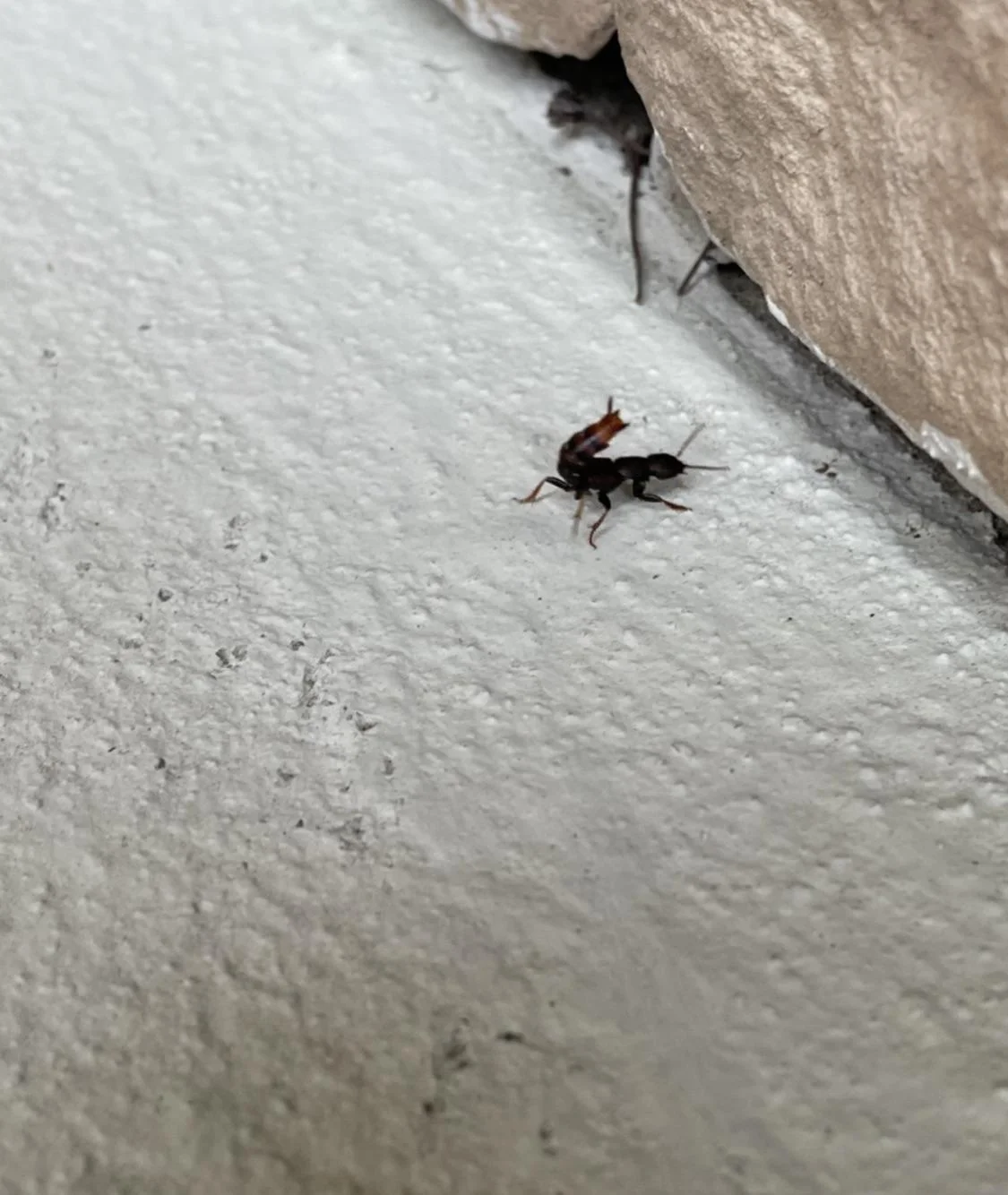 Ant Looks Like Scorpion