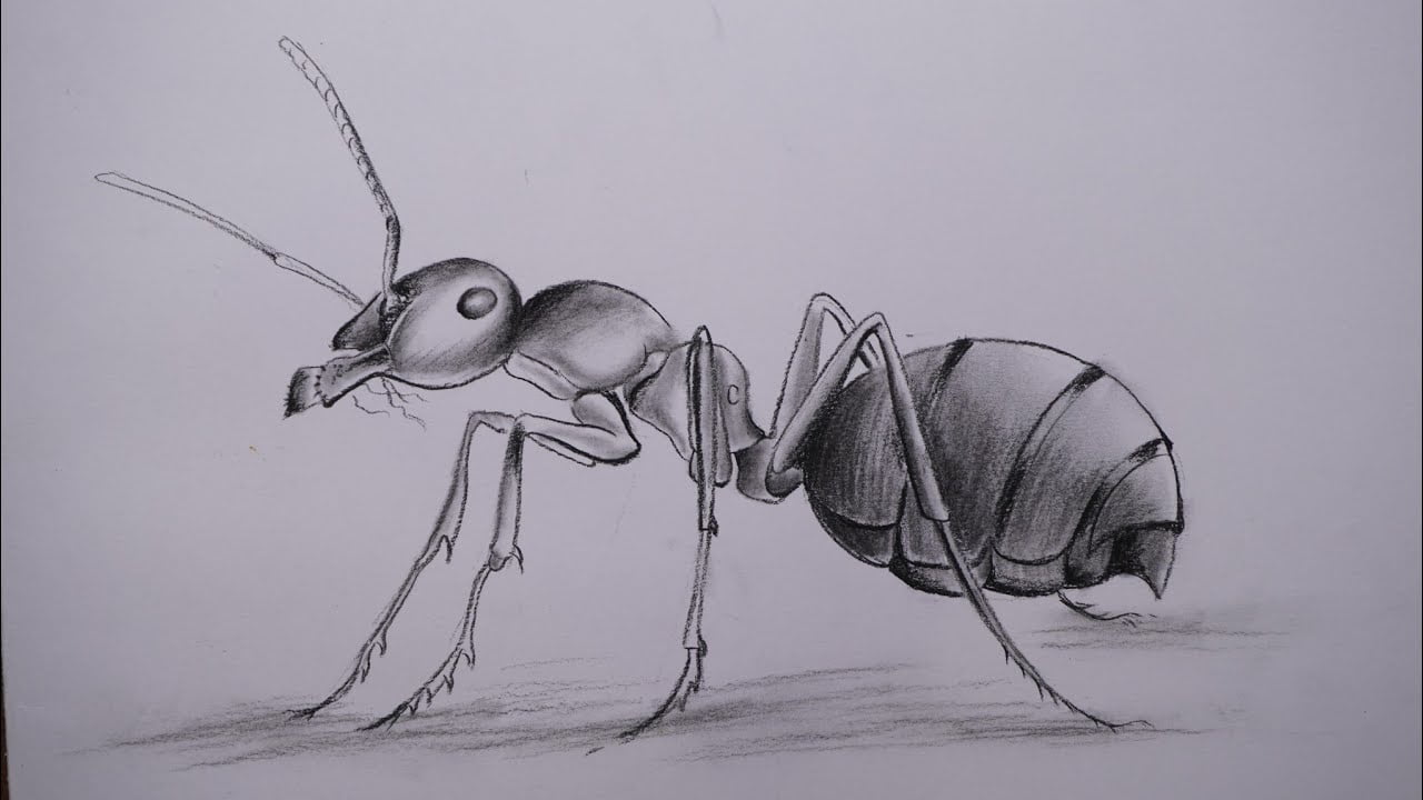 Ant Pencil Drawing Step by Step