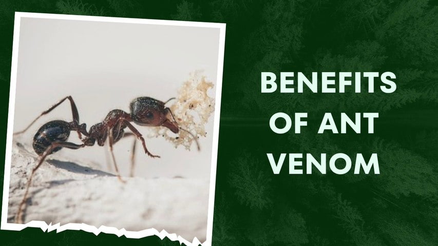 Ant Venom Benefits