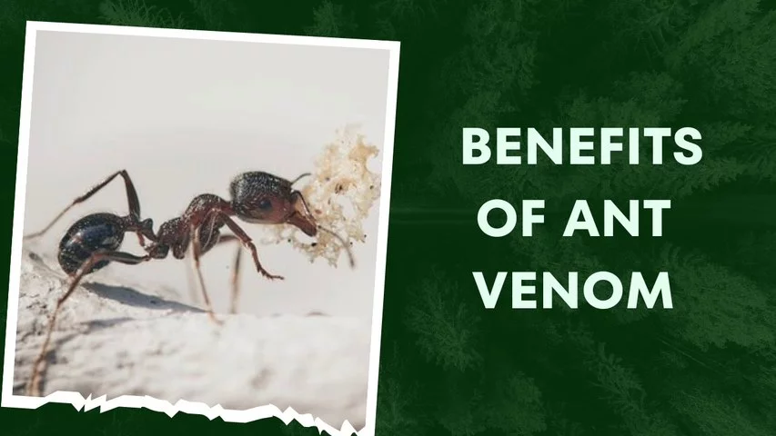 Ant Venom Benefits
