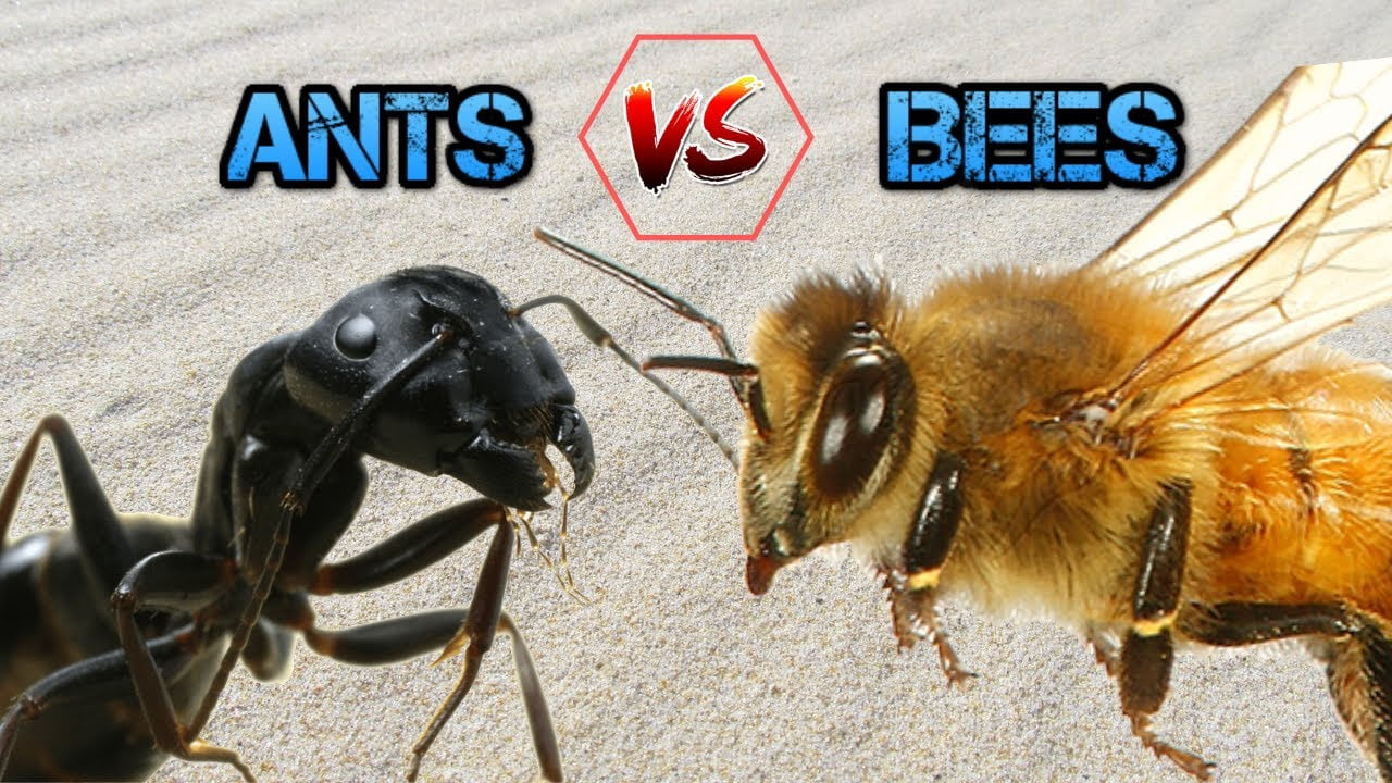 Ant Vs Bee