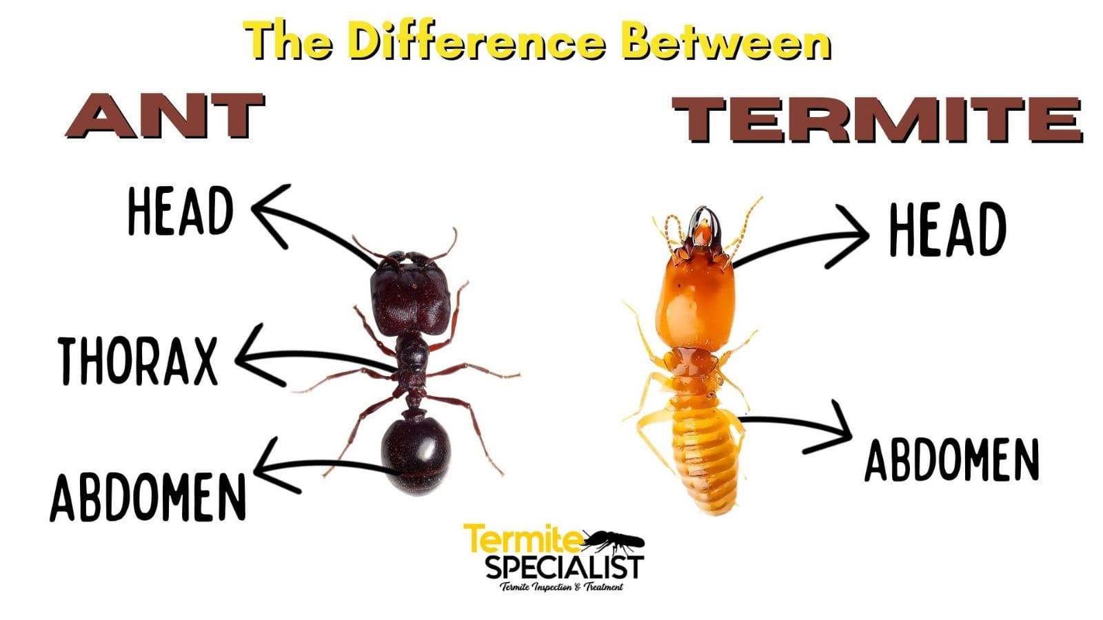 Ant Vs Termite