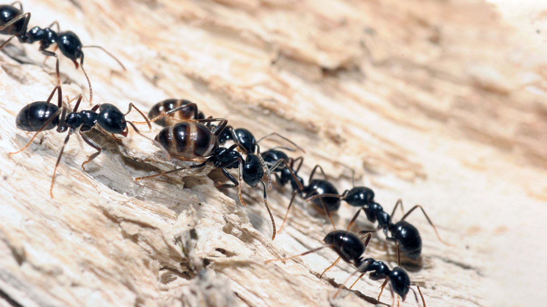 Ants Stopped Eating Terro