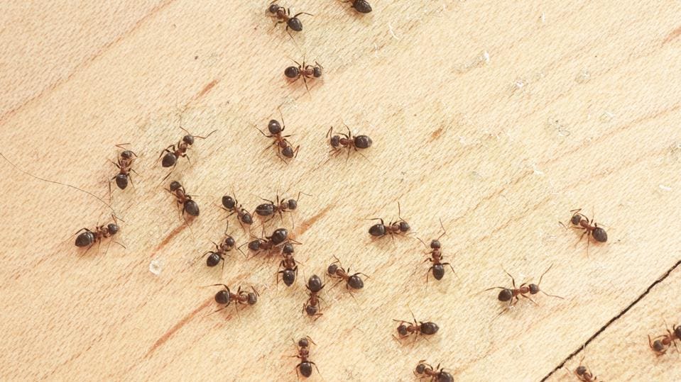 Are Ant Exterminators Worth It