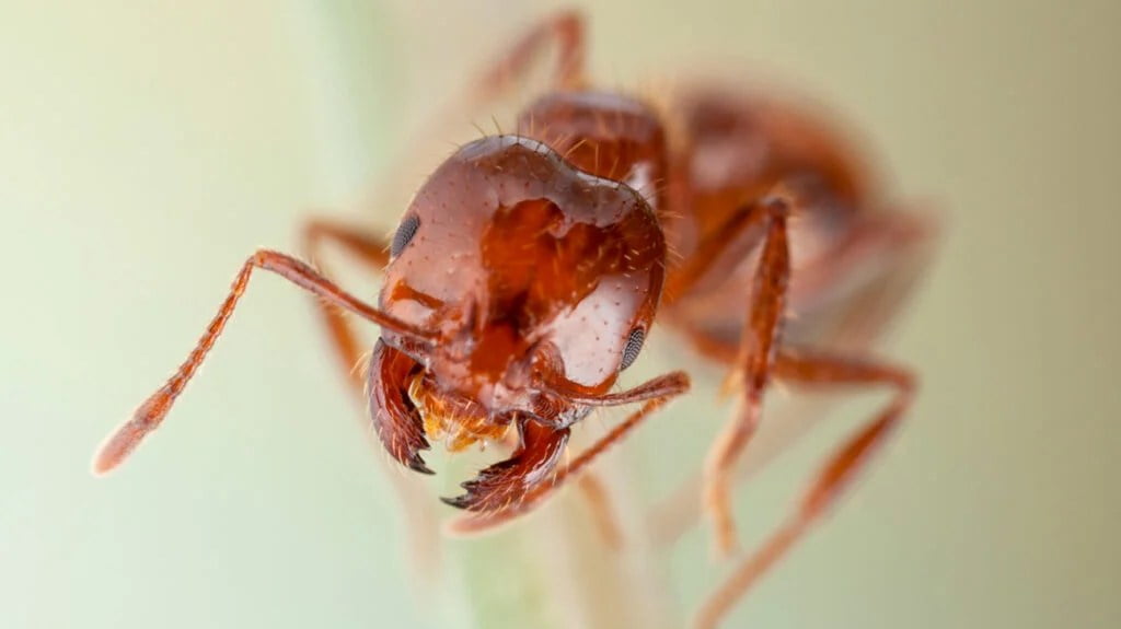 Can Ant Bites Make You Sick