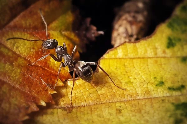 Can Ant Cause Cancer