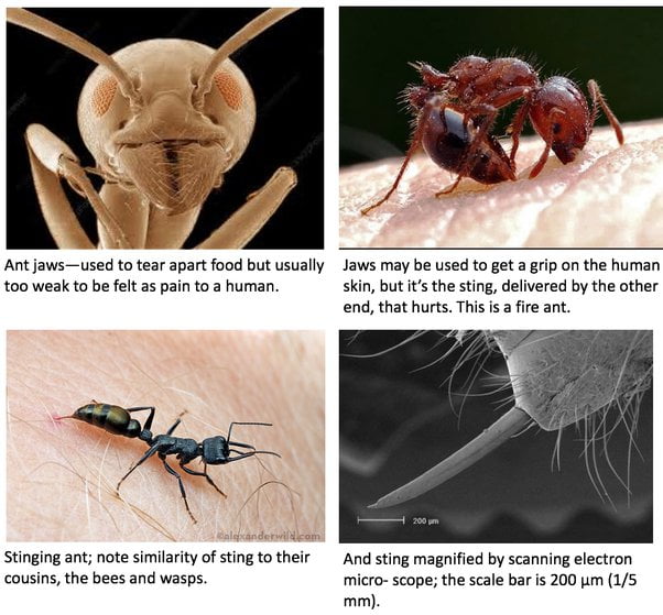 Can Ant Venom Kill You