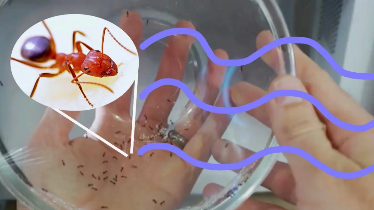 Can Ants Be Microwaved