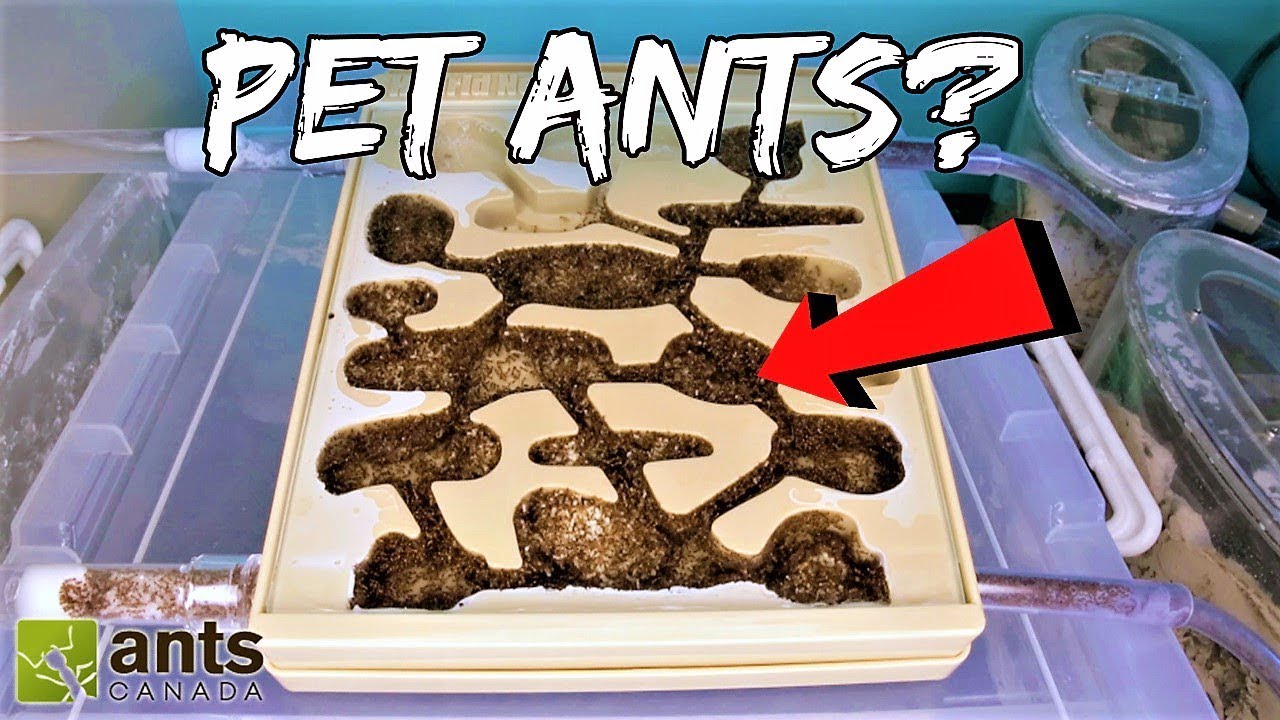 Can Ants Be Pets?