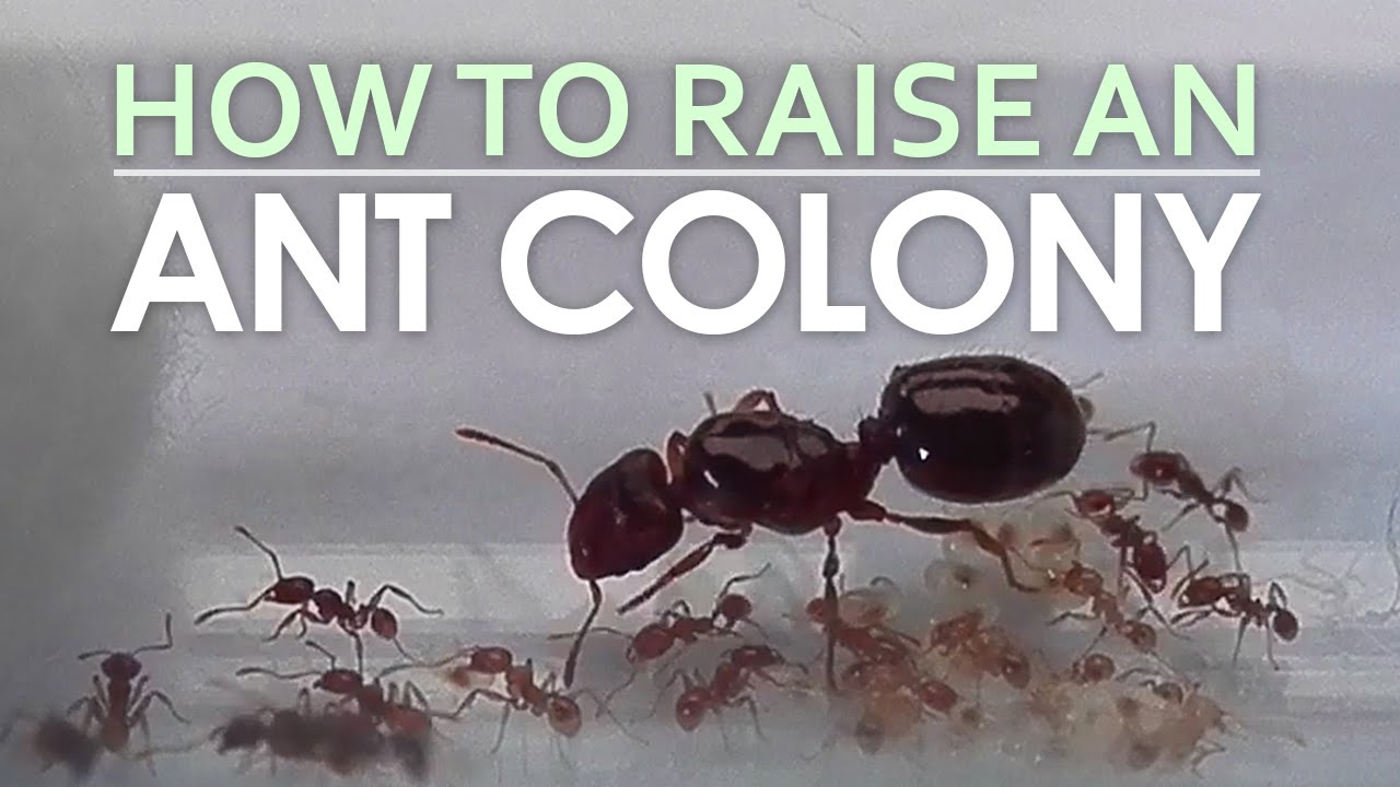 Can Ants Be Raised?