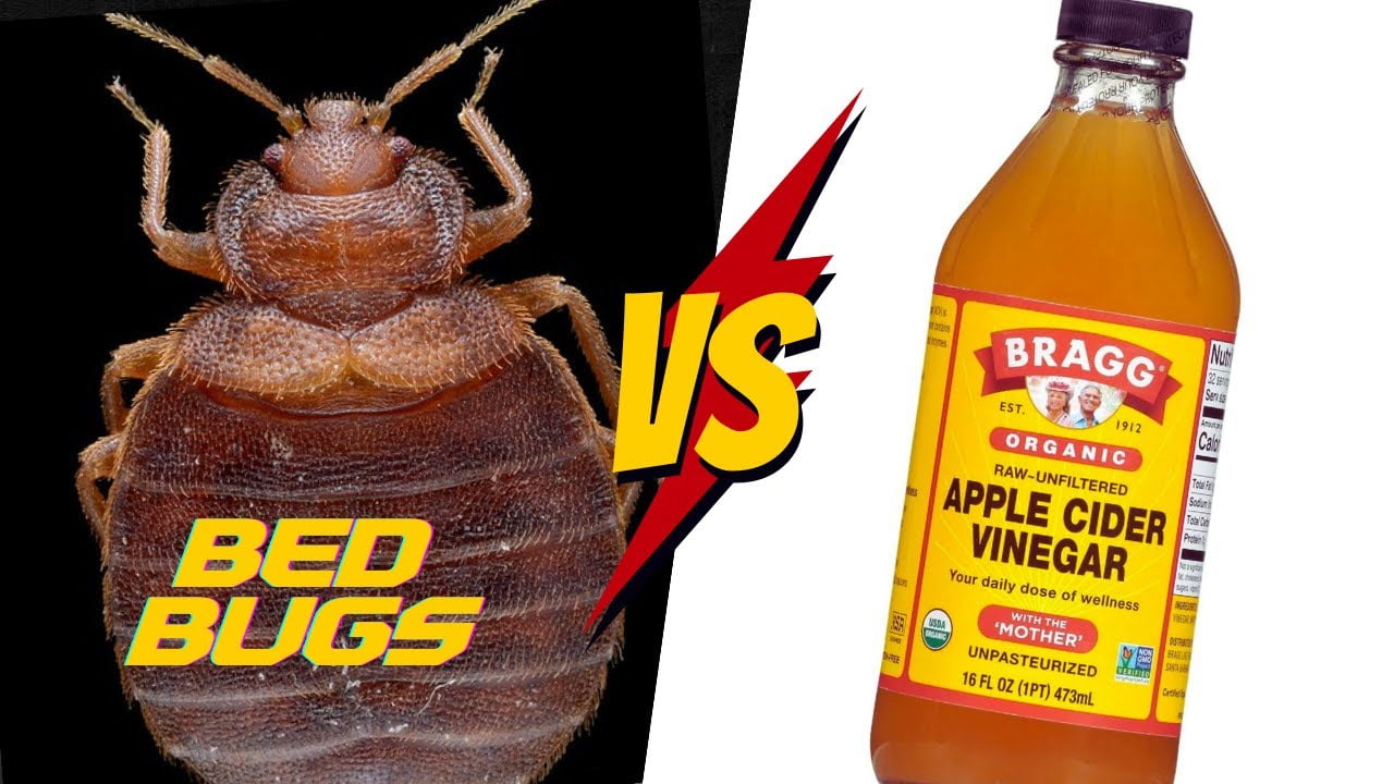 Can I Use Vinegar to Kill Bed Bugs?