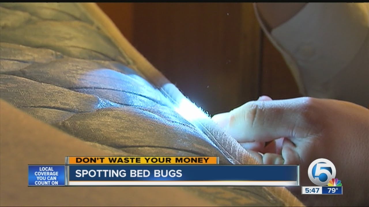 Can You Detect Bed Bugs With Uv Light?