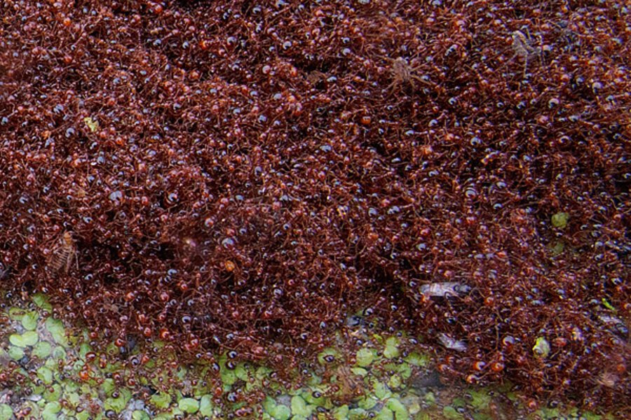 Could Ants Take Over the World