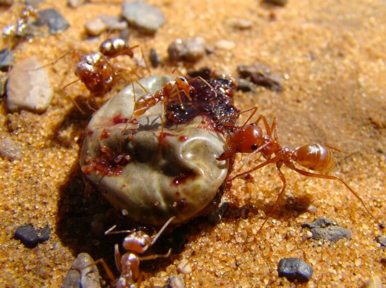 Do Ants Reproduce Sexually Or Asexually?