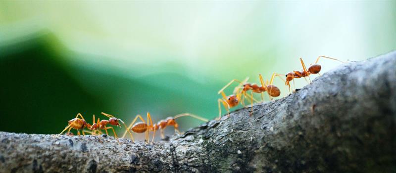 Does Weather Affect Ants?