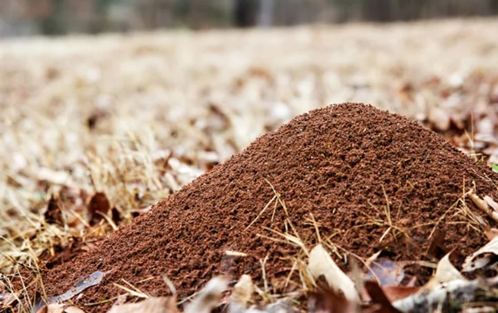 Easiest Way to Get Rid of Ant Hills