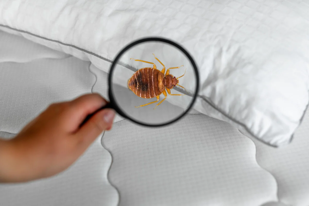 how can you control bed bugs How Can You Control Bed Bugs?