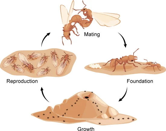 How Do Ant Colonies Start