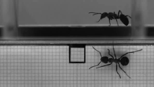 How Do Ant Move