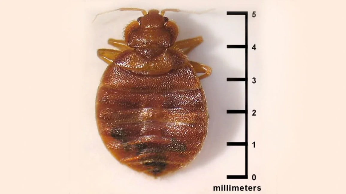 How Do Bed Bugs Get Big?