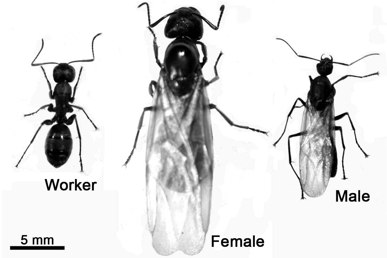 How Do You Know If Ants are Male Or Female