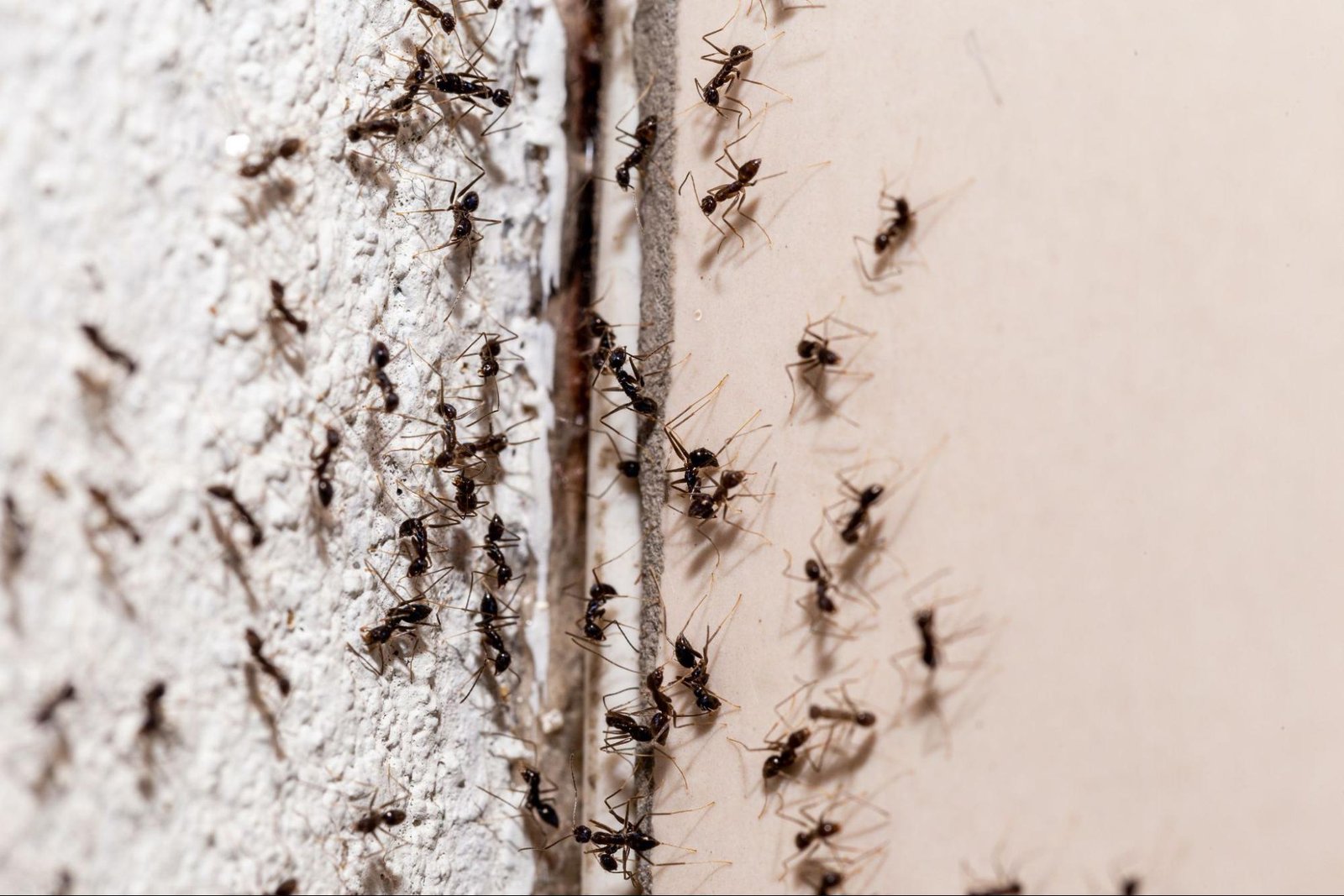 how do you tell if ants are nesting in your house How Do You Tell If Ants are Nesting in Your House