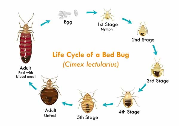 How Long Does It Take for Bed Bugs to Die Without?