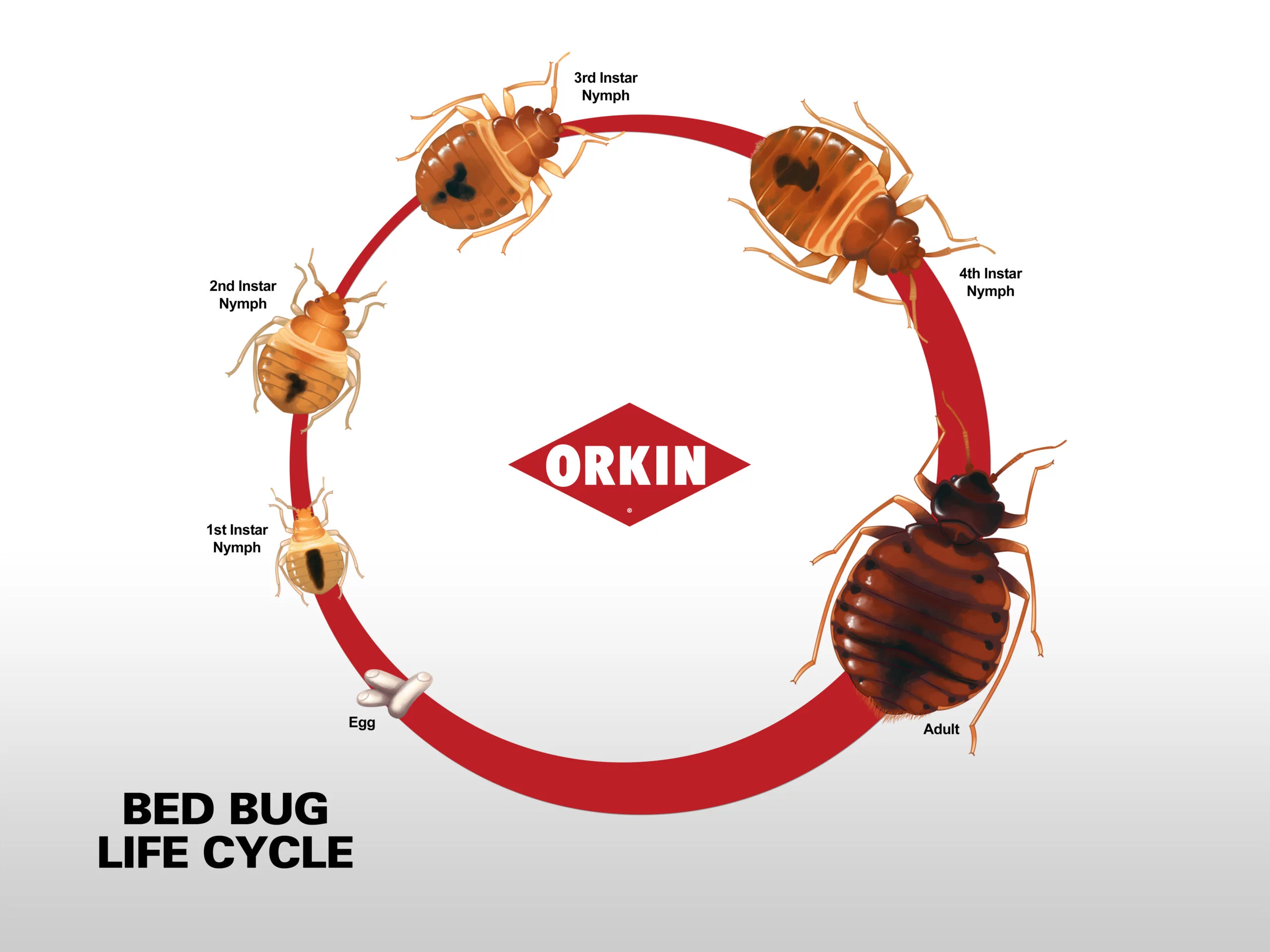 How Long Does It Take for Bed Bugs to Grow?