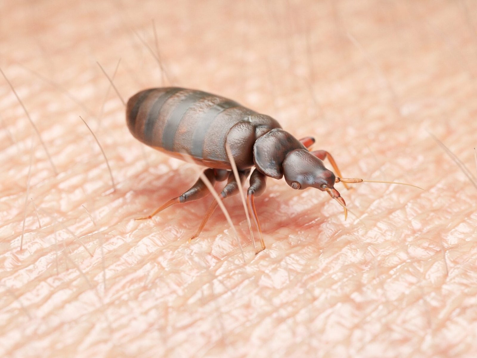 How Long Does It Take for Bed Bugs to Starve?