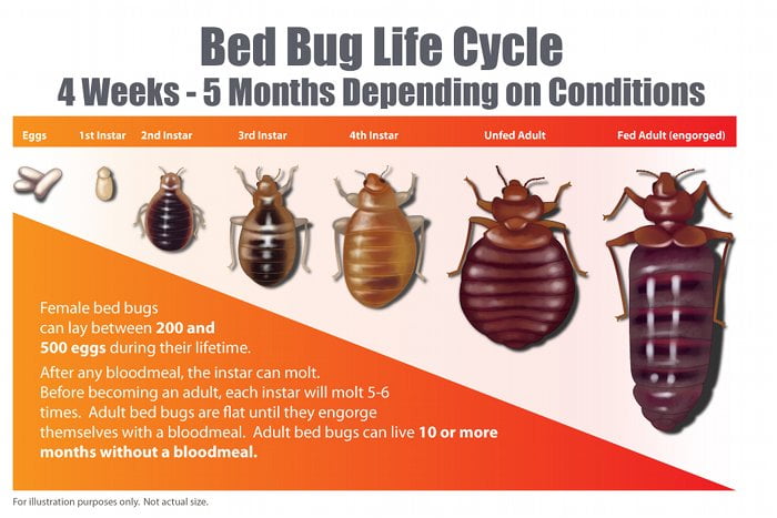 How Long Does It Take to Get Bed Bugs After Exposure?