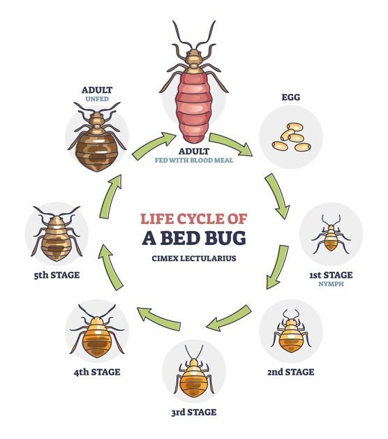 How Long It Takes for Bed Bugs to Spread?
