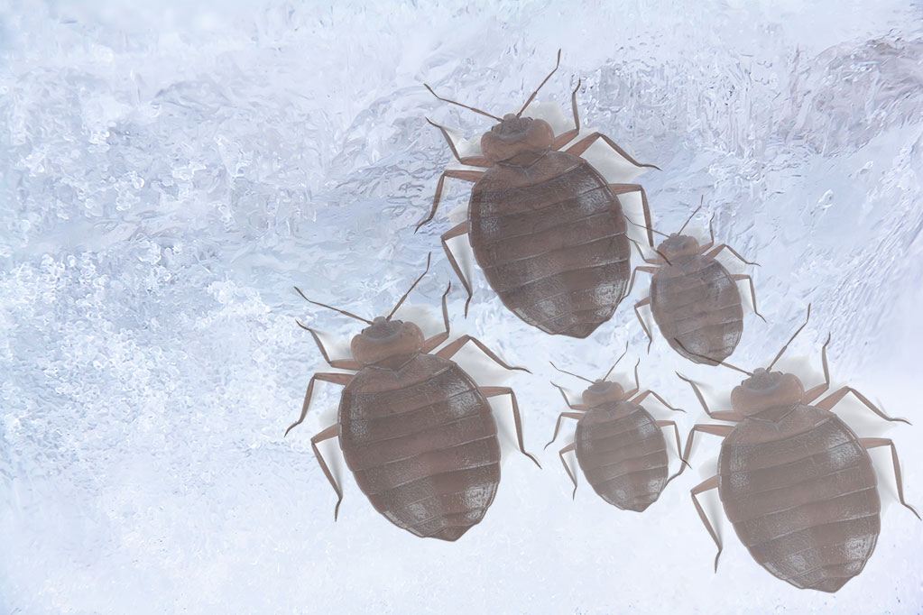 How Long to Freeze for Bed Bugs?
