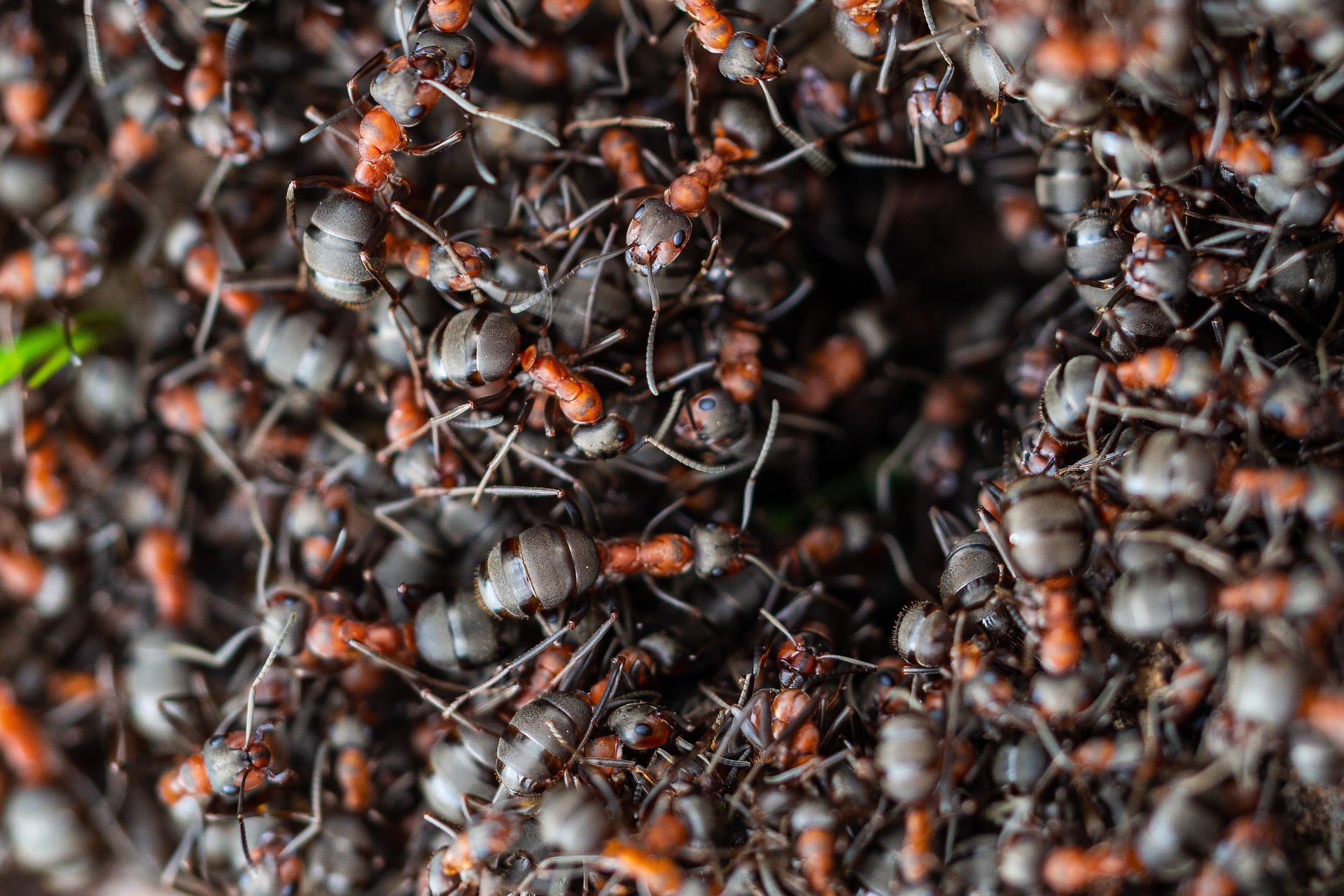 How Many Ant in the World