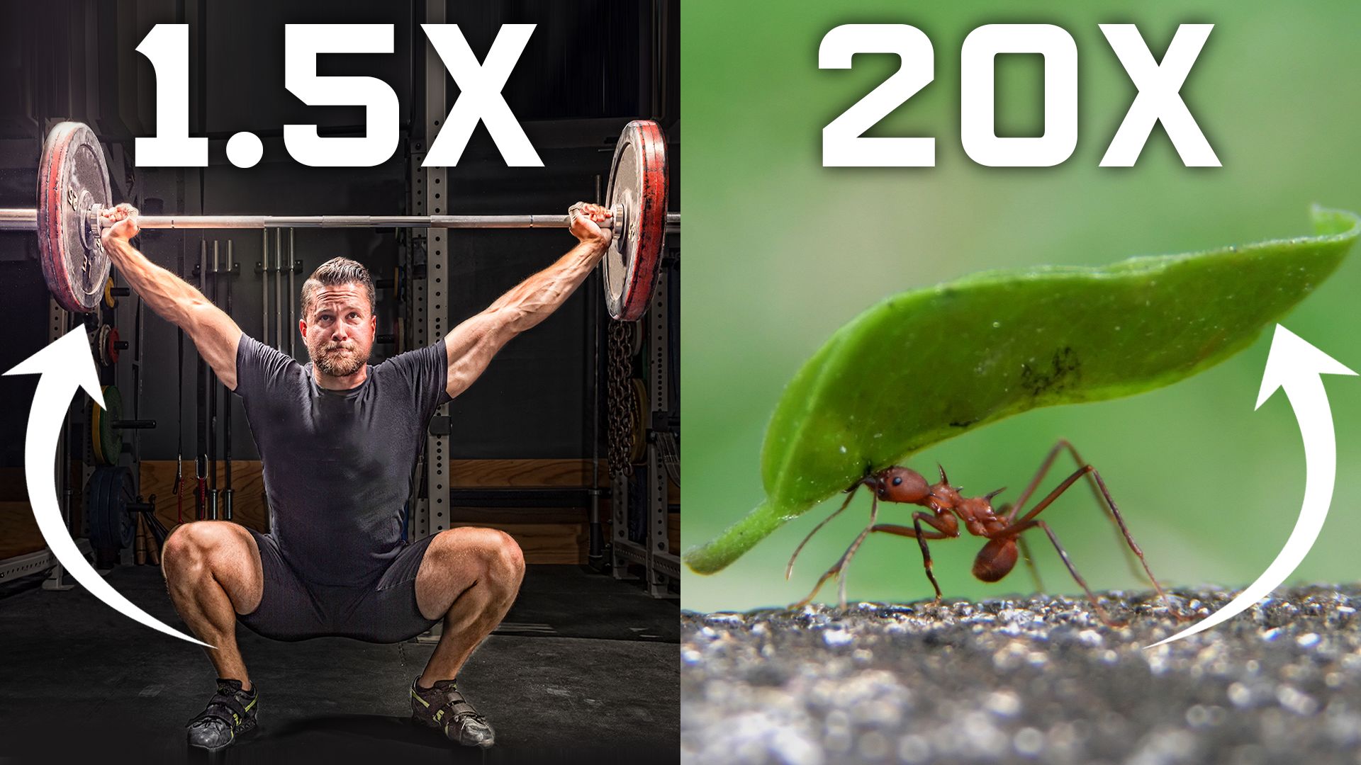 How Much Ant Can Lift Weight